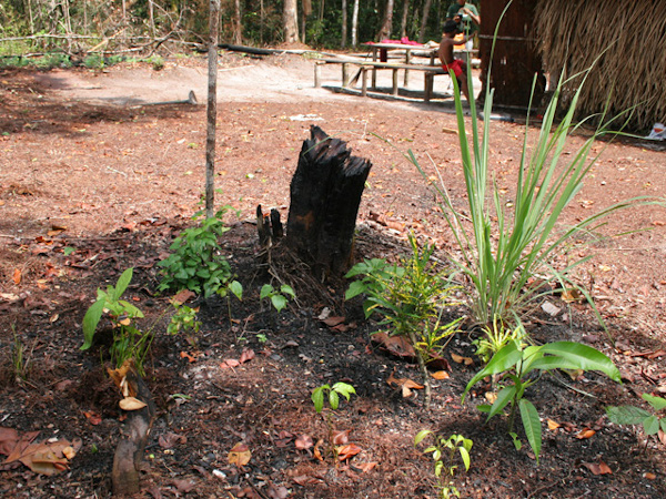 Terra preta based garden in Brazil