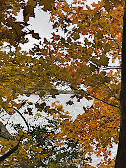 Autumn leaves, Bloomington, 2021. Image credit: David Hirst