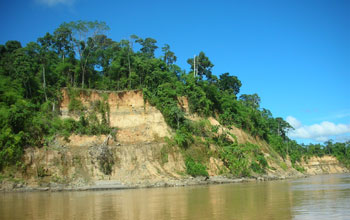 Bluff above the Peruvian Amazon, Cheryl McMichael