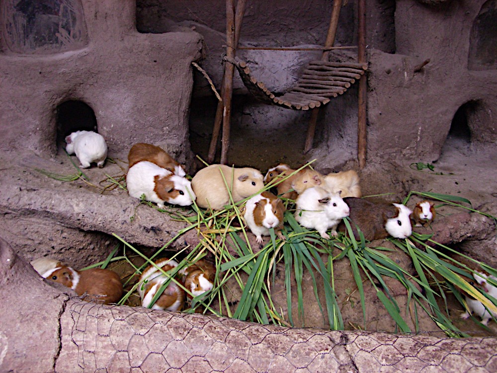 Peruvian guinea pig hutch. Image Credit: R. Kessenich